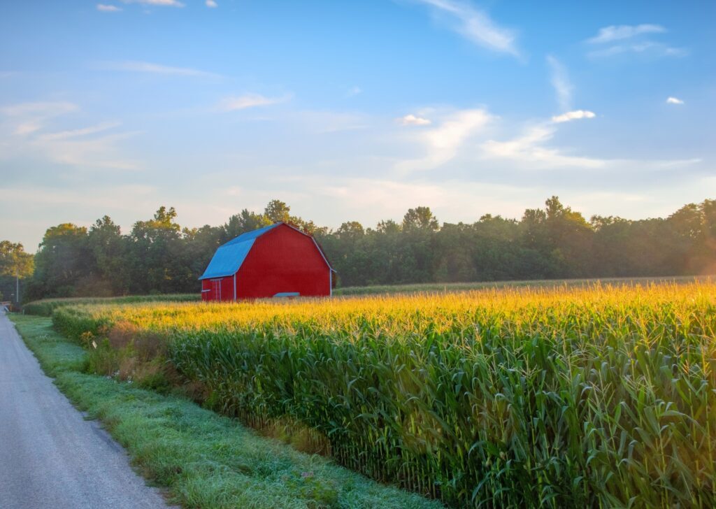 Sunrise over an Indiana cornfield with a red barn in the distance