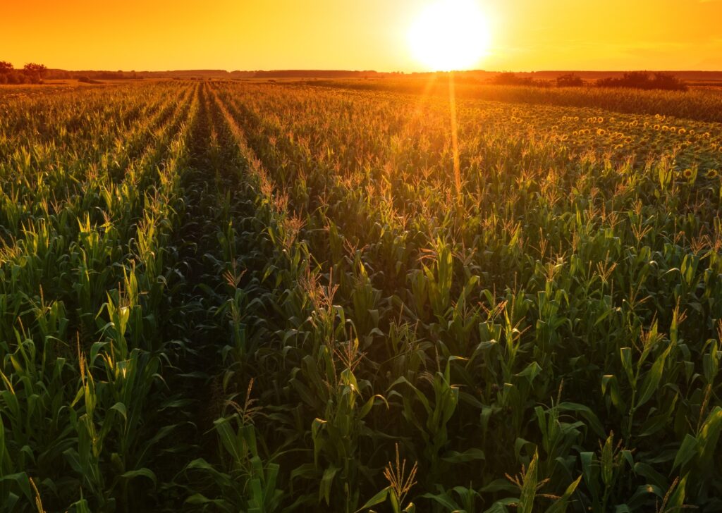 Golden cornfield stretching toward the horizon at sunset
